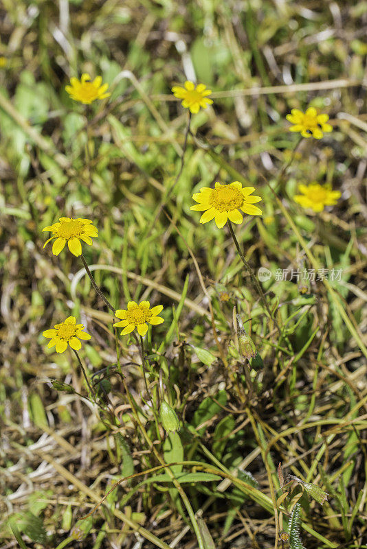 伯克的金矿，Lasthenia burkei, Santa Rosa Plain Vernal Pools;圣罗莎;加利福尼亚州索诺玛县